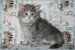 Female Siberian Kitten from Deedlebug Siberians